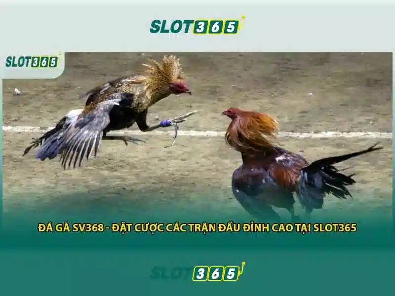 Slot365 - Nền tảng đánh bạc trực tuyến phổ biến