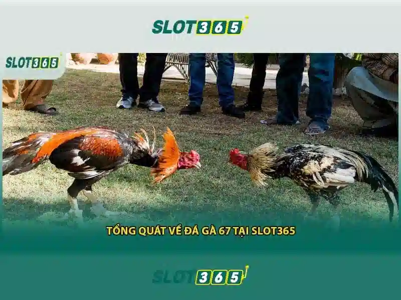 Slot365: Đánh giá và trải nghiệm trò chơi slot trực tuyến an toàn