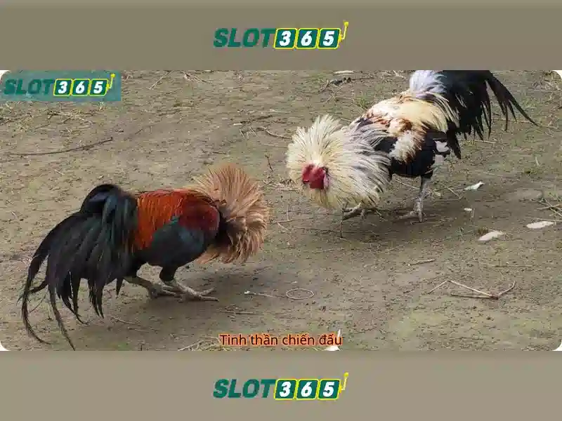 Slot365 – Sân chơi xèng trực tuyến hàng đầu Slot365 – Sân chơi xèng trực tuyến hàng đầu
