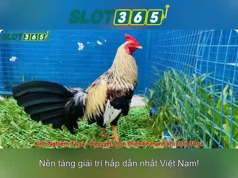 He thong ho tro doi tac chuyen nghiep tai slot365